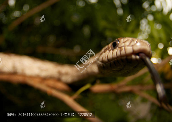 白橡樹(shù)鼠蛇在樹(shù)上；舌頭品嘗空氣。