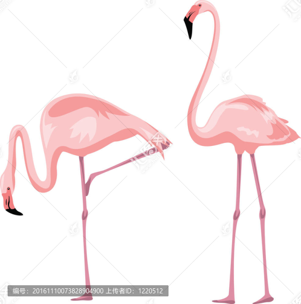 火烈鳥