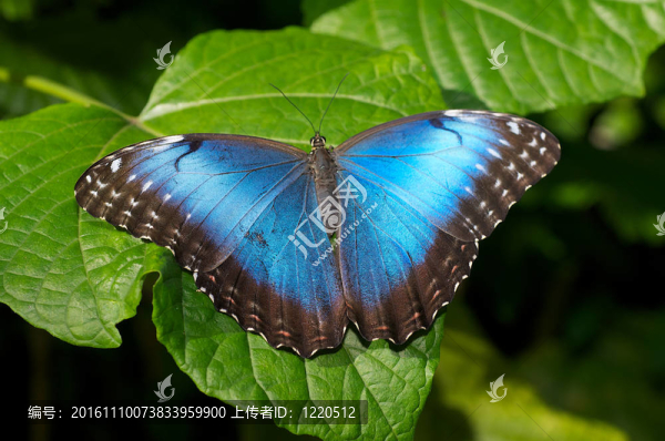 藍(lán)色大閃butterlfy在闊葉植物。