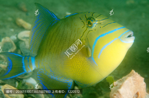Queen,Triggerfish；在東南佛羅里達(dá)州圖片。