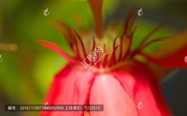 盛開(kāi)的美麗的紅色西番蓮的花；南佛羅里達(dá)州。