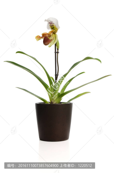 美麗的蘭花（Paphiopedilum,Maudiae）