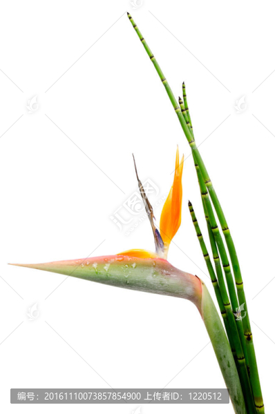 Strelitzia,Reginae和里德