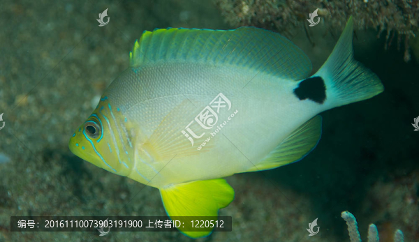 黃油哈姆雷特圖片攝于佛羅里達州東南部。