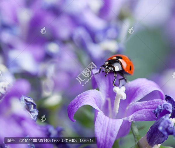 瓢蟲和Bellflowers