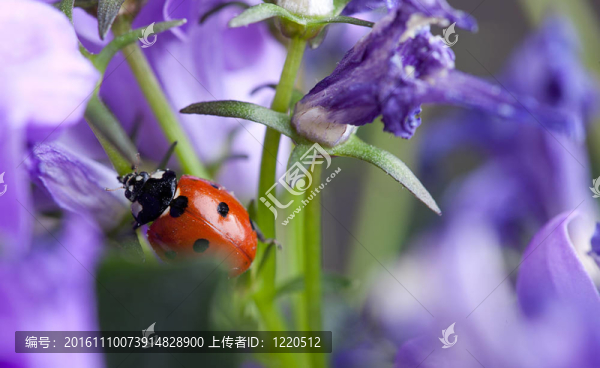 瓢蟲(chóng)和Bellflowers