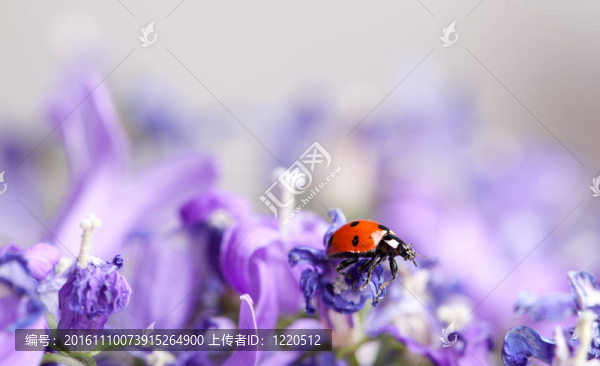 瓢蟲和Bellflowers