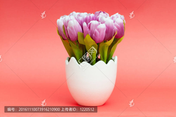 五顏六色的郁金香花在白壺里