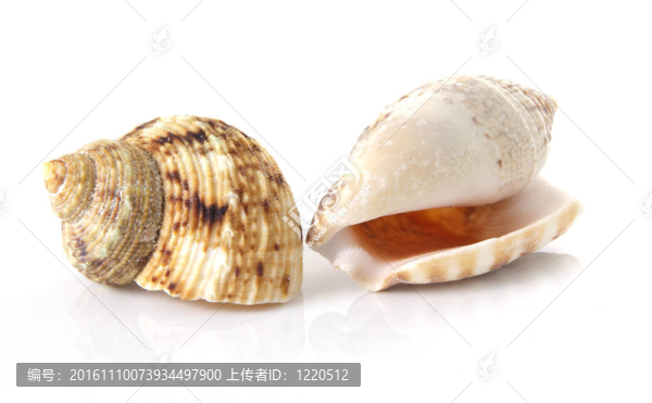 海貝殼