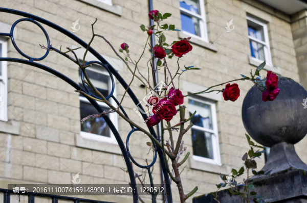 公寓里的玫瑰-匯圖網(wǎng) www.fosd68.com 公寓里的玫瑰