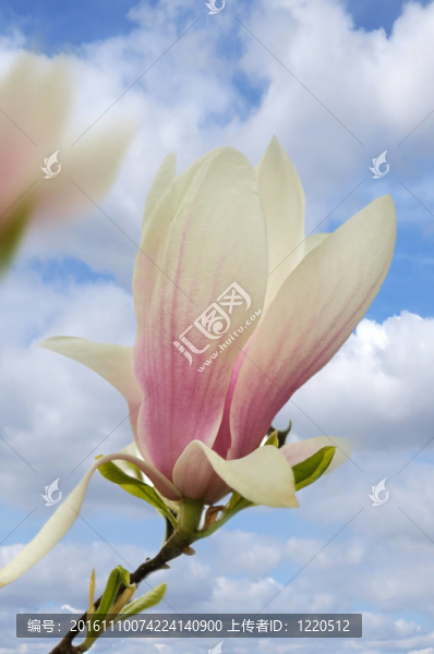 木蘭花