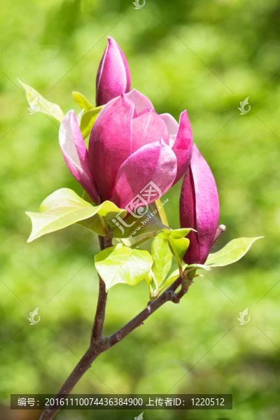 紫色玉蘭花開