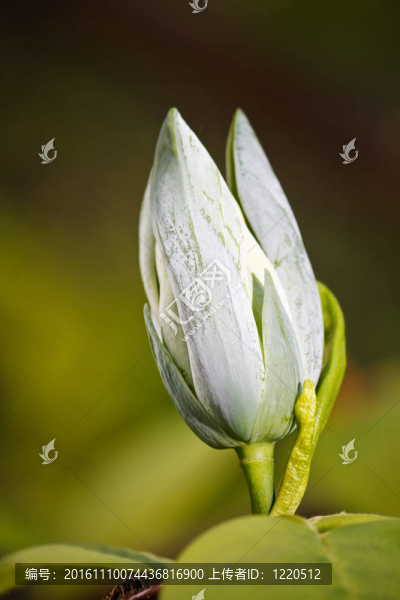 綠色的木蘭花
