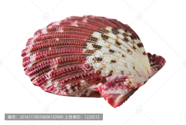 海洋貝殼