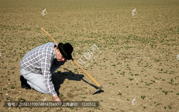 農(nóng)民在外地與年輕的植物