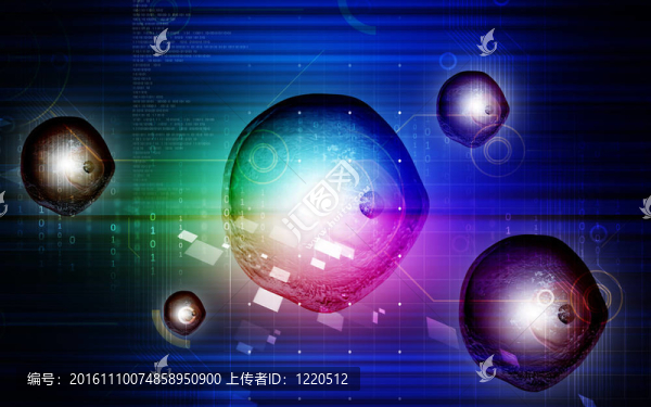 卵細(xì)胞