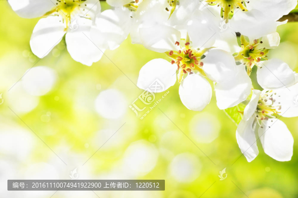 蘋果花