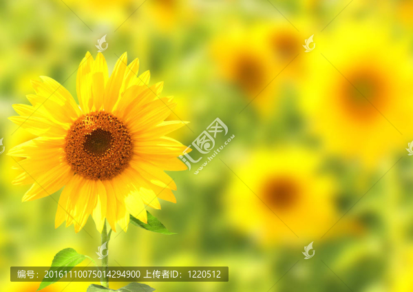 向日葵