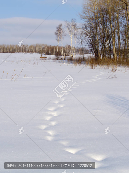 雪地上的動(dòng)物痕跡