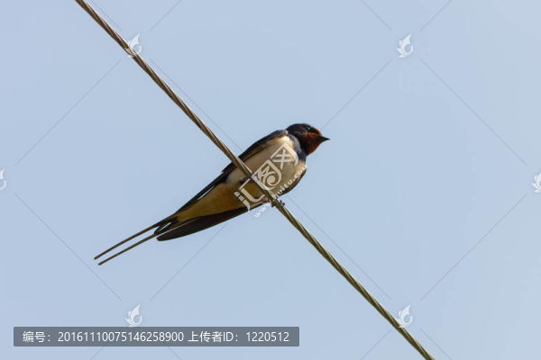 燕子坐在電線上