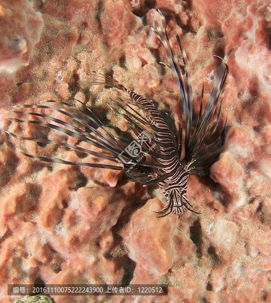 獅子魚(yú)在一個(gè)大木桶海綿；圖片在東南佛羅里達(dá)州。