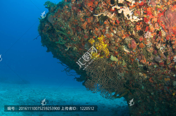 珊瑚鑲嵌的船體的人工魚礁；東南佛羅里達(dá)州。