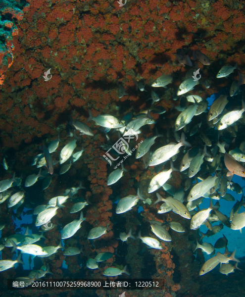 人工魚礁中的魚類聚集。
