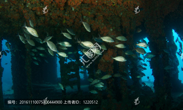 人工魚礁中的魚類聚集。
