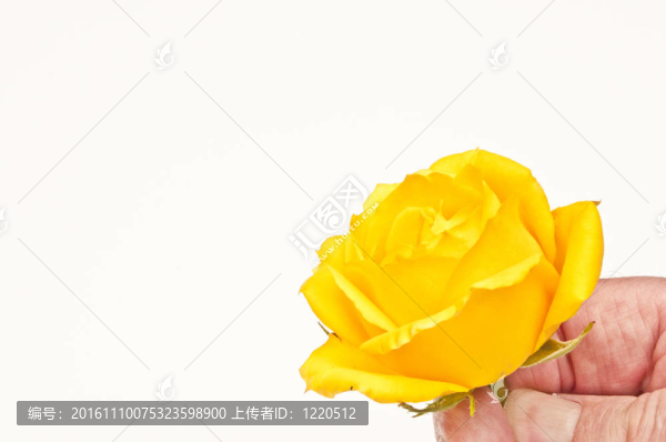 向你愛(ài)的人獻(xiàn)上一朵黃玫瑰