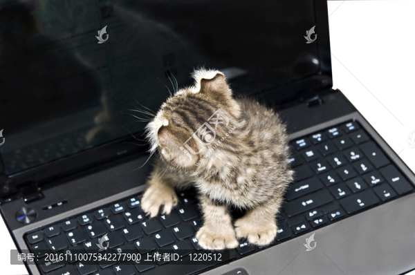 小貓檢查郵件