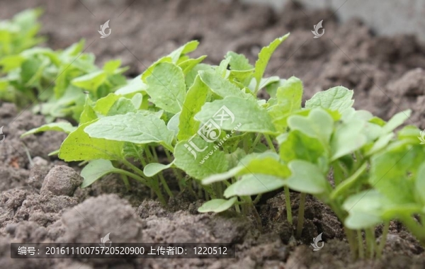 小蘿卜的植物
