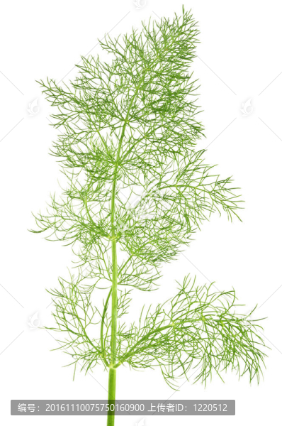 野生茴香特寫白色