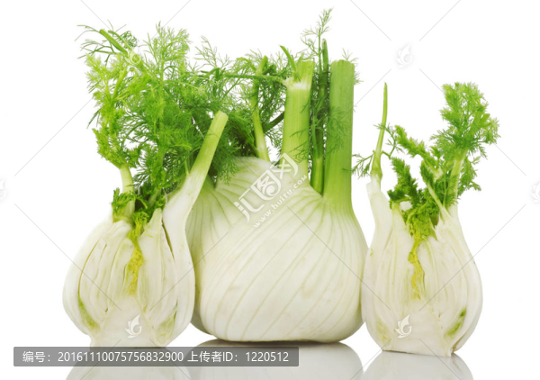 在白色背景下茴香