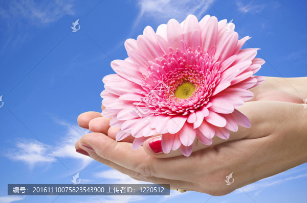 雙手在天空背景下的花朵