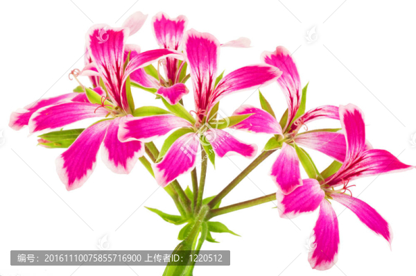 白色背景上的花