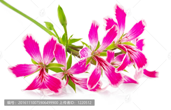 白色背景上的花