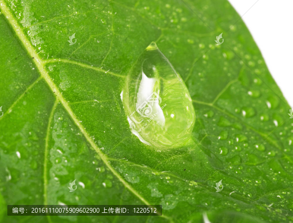 美麗的水滴在葉片特寫