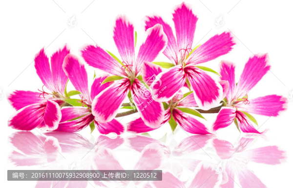 白色背景上的花