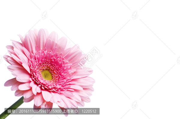 白色背景上的花