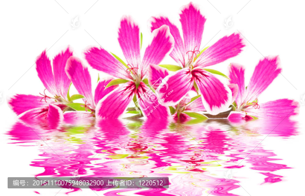 白色背景上的花