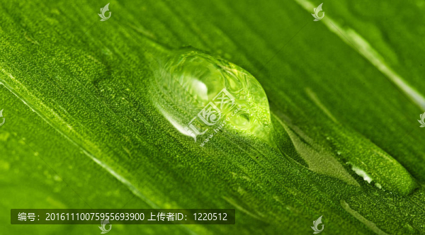 美麗的水滴在葉片特寫
