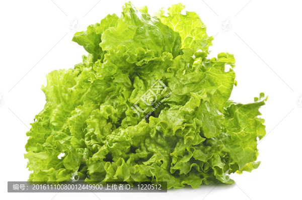 白色的新鮮生菜