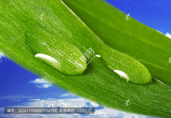 美麗的水滴在葉片特寫