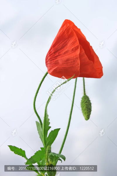 紅罌粟對多云的天空