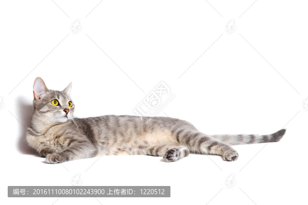 虎斑貓