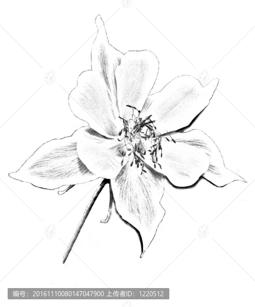 由一個(gè)單一的科羅拉多科倫照片素描；Aquilegia,caerulea