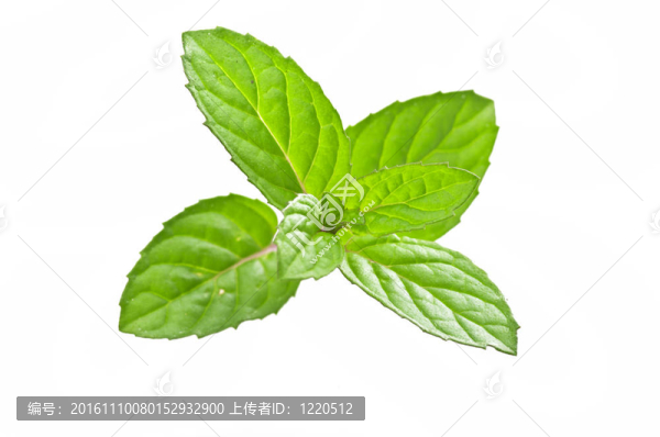 白色的薄荷葉