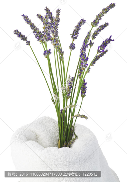 薰衣草花的概念、水療和美容