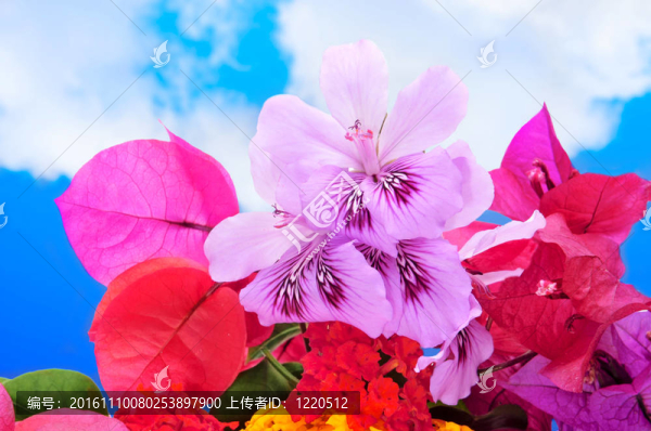 春天的花朵
