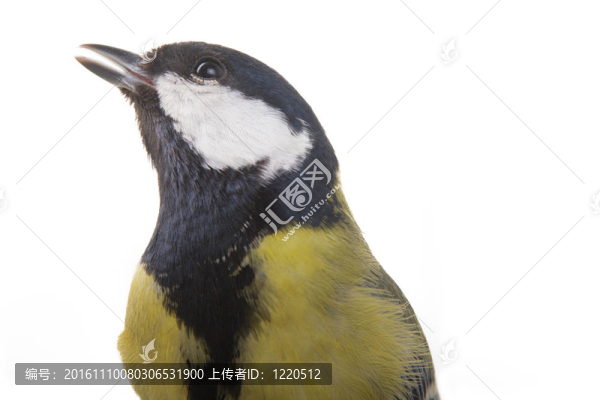 大山雀-匯圖網(wǎng) www.fosd68.com 大山雀